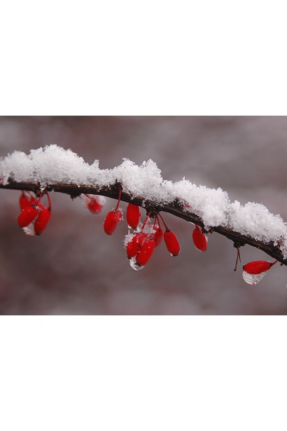 Барбарис Тунберга Наташа ягоди