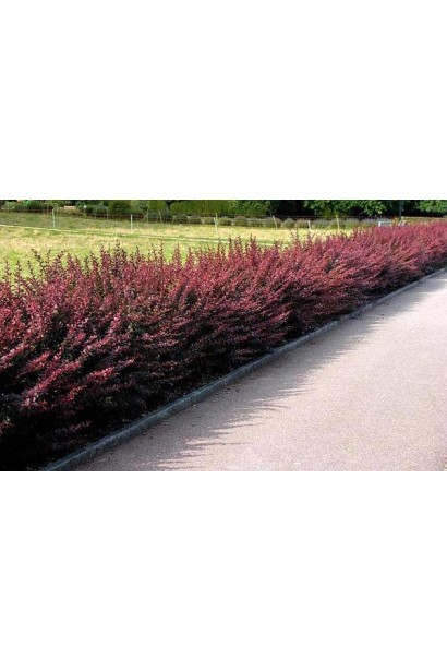 Барбарис Тунберга Ред Дрим Бордюрная посадка