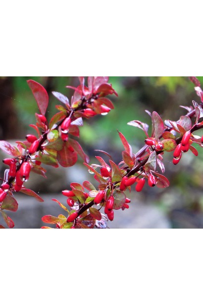 Барбарис Тунберга Ред Дрим красные плоды