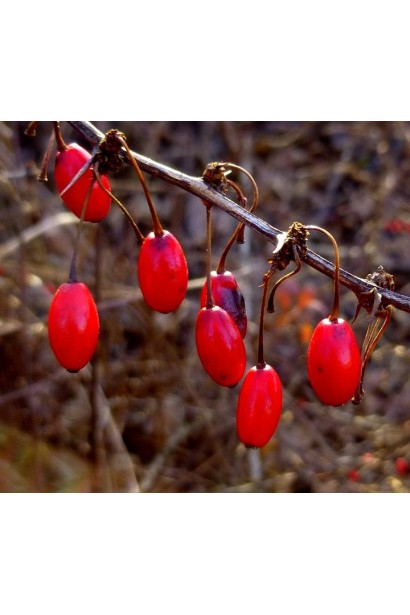 Барбарис Тунберга Ред Дрим ягоды