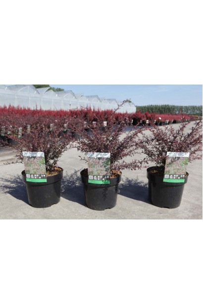 Барбарис Тунберга Ред Дрим в садовом центре