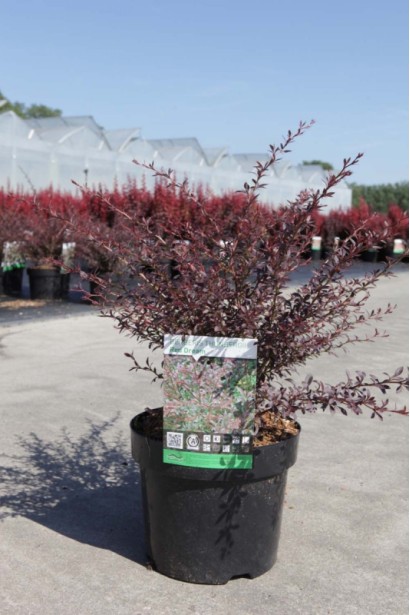 Барбарис Тунберга Ред Дрим