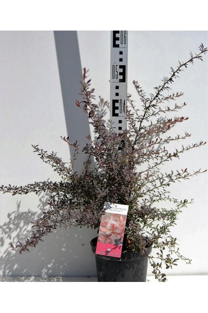 Барбарис Ред Дрим в контейнере 5 л