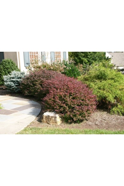 Барбарис Red Dream ландшафтный дизайн