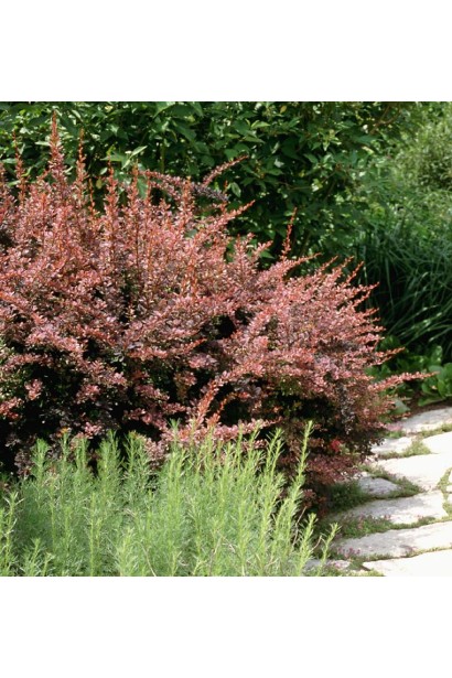 Барбарис Ред Дрим раскидистый куст