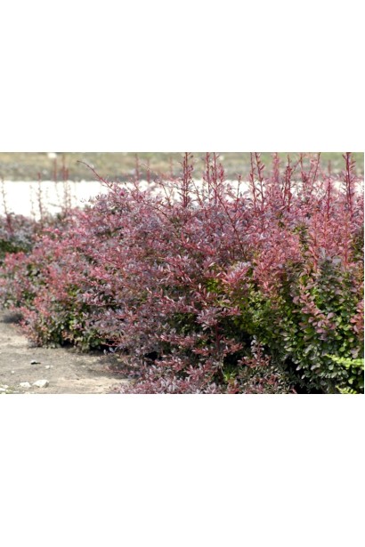 Berberis Тhunbergii Red Dream