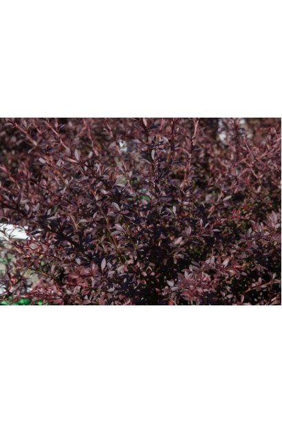 Барбарис бордовый Ред Дрим