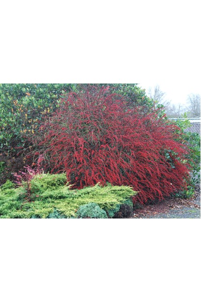 Барбарис Тунберга Ред Дрим в ландшафте