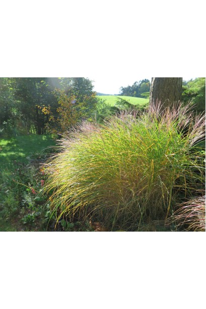 Китайський очерет Клейн Сільберспайн