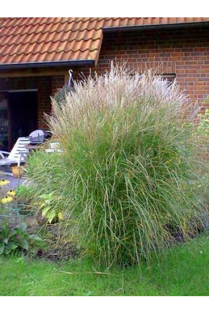 Китайська волосяна трава Клейн Сільберспайн