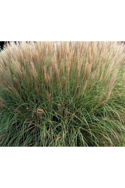 Довгі червонуваті колоски міскантуса Клейн Сільберспайн
