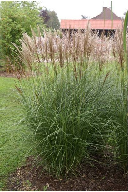 Miscanthus sinensis Kleine Silberspinne