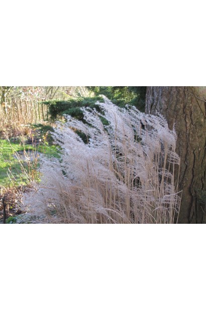 Сріблясті колоски міскантуса Kleine Silberspinne