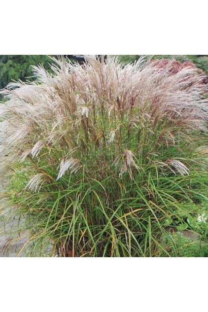Міскантус Kleine Silberspinne рясне цвітіння багаторічного злака