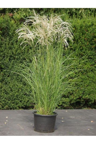 Міскантус Клейн Сільберспайн в горщику