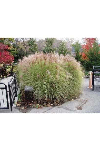 Багаторічний злаковий декоративний кущ в ландшафті