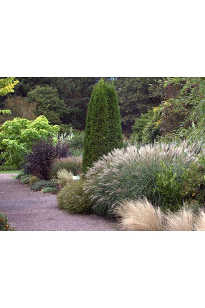 Китайська срібляста трава Клейн Сільберспайн