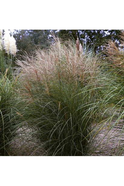 Міскантус китайський Клейн Сільберспайн