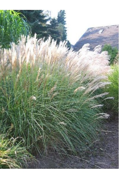 Міскантус китайський Малятко Срібний Павук