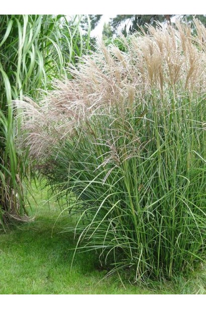 Міскантус китайський Kleine Silberspinne
