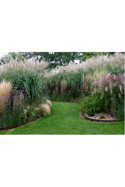 Міскантус Клейн Сільберспайн використання в ландшафтному дизайні