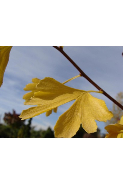 Гінкго білоба Менгір жовте листя