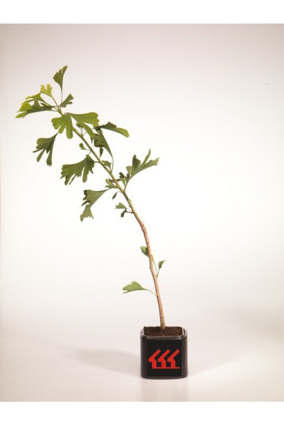 Гінкго білоба Менхір саджанець Р9