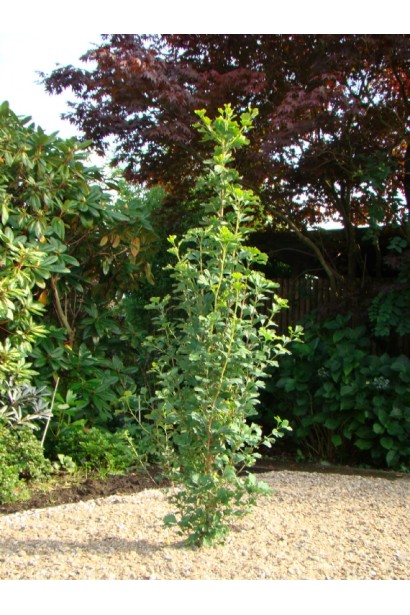 Гінкго білоба Менхір