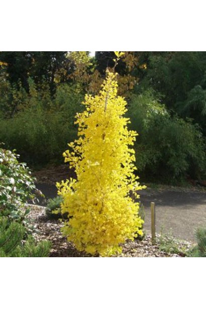 Гінкго білоба Менхір жовте листя  восени