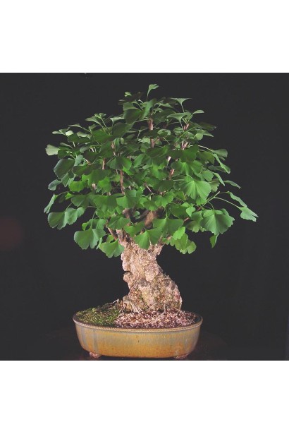 Гінкго білоба Менхір бонсай