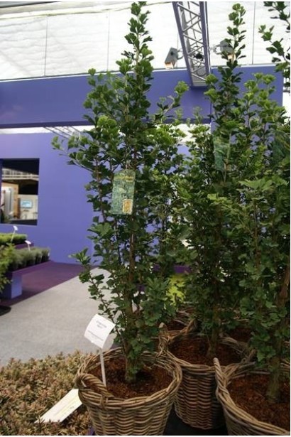 Гінкго білоба Кам’яний Стовп