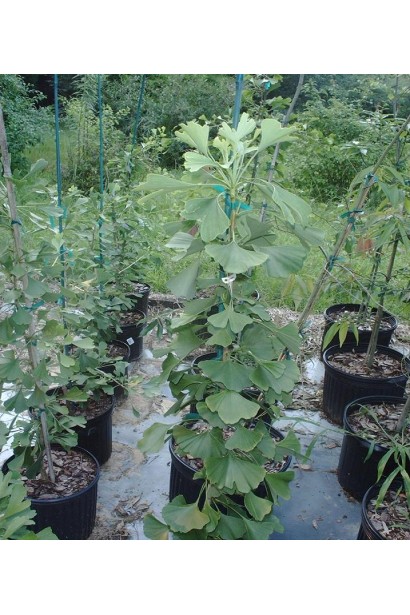 Гінкго білоба Менхір саджанці в садовому центрі