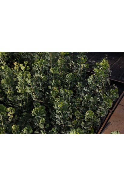 Срібна слива