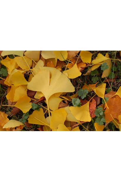 Ginkgo biloba Menhir