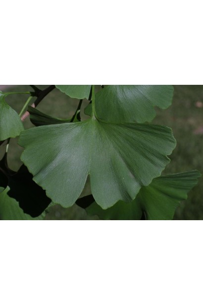 Гінкго білоба Менхір зелене листя