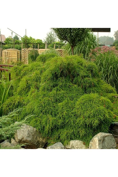 Кипарисовик горохоплодный Филифера Нана