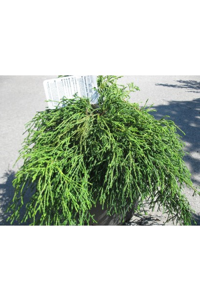 Кипарисовик Filifera Nana