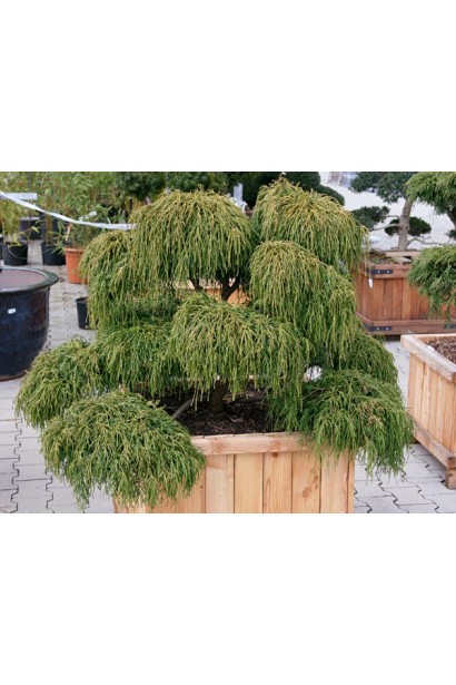 Кипарисовик Филифера Нана Бонсай