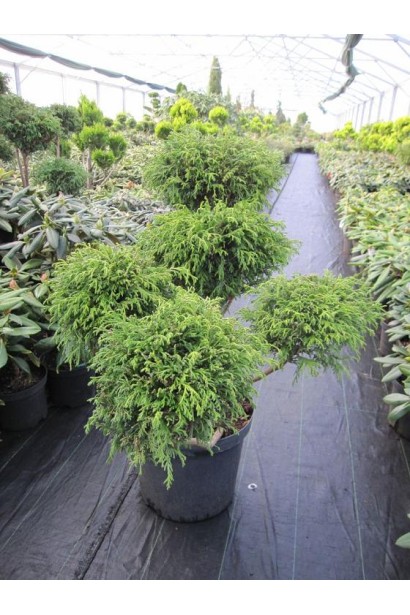 Кипарисовик Филифера Нана бонсай из пяти шаров