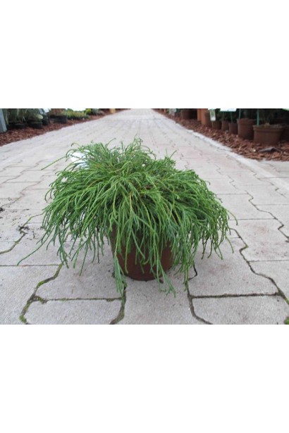 Кипарисовик карликовый Филифера Нана