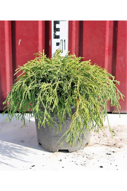 Кипарисовик Filifera Nana саженец С3 высота 10-15 см