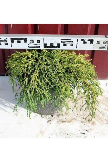 Кипарисовик Филифера Нана саженец 3 л диаметр 20-30 см