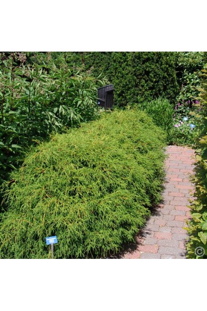Кипарисовик Филифера Нана хвойный карликовый куст