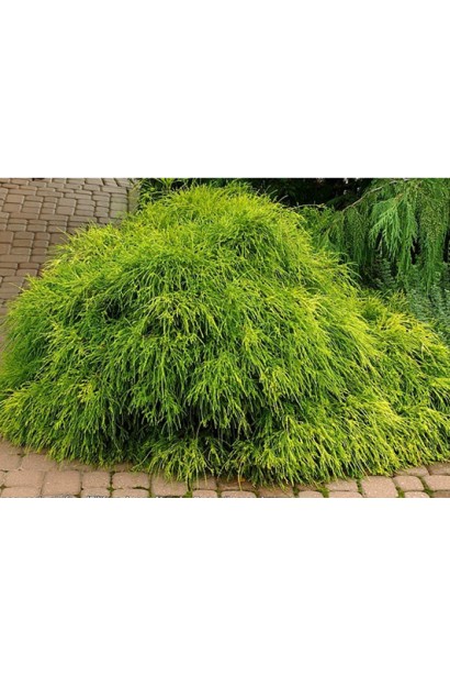 Кипарисовик Филифера Нана паповшаровидная форма кроны