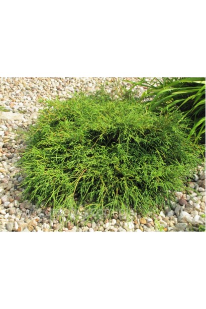 Кипарисовик Филифера Нана густые нитевидные побеги