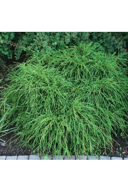 Зеленая чешуйчатая нитчатая хвоя кипарисовика Филифера Нана