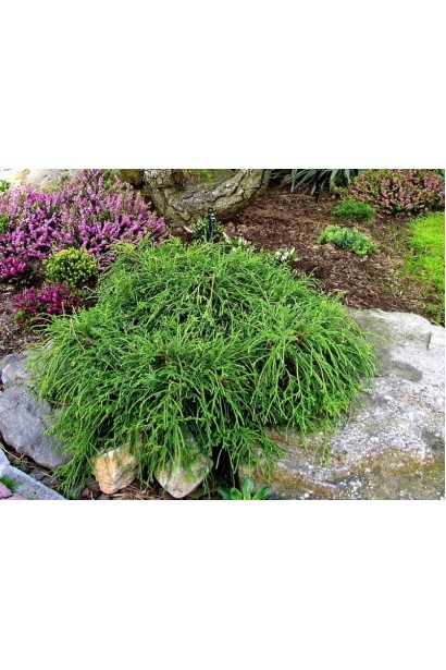 Chamaecyparis pisifera Filifera Nana