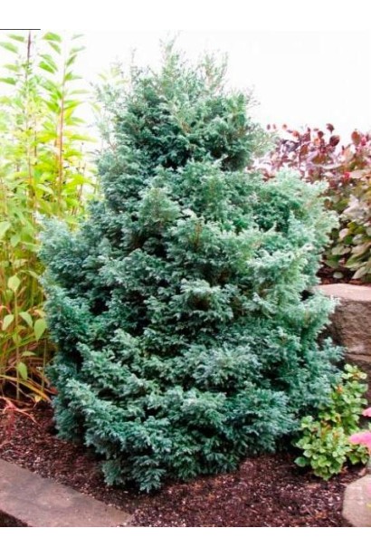 Кипарисовик горохоплодный Беби Блю