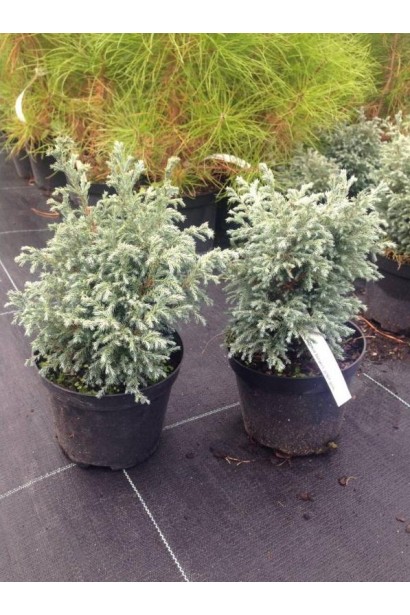 Кипарисовик Беби Блю саженцы в горшке