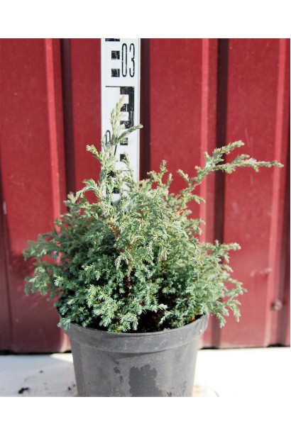 Кипарисовик горохоплодный Бэби Блю 15-20 см